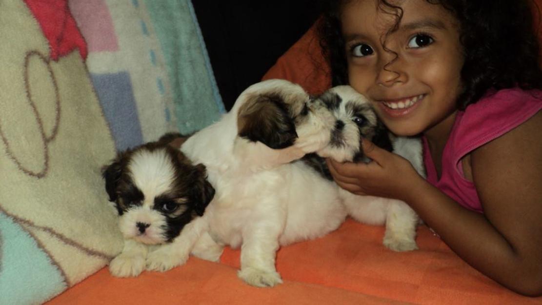 Hermosos cachorritos shih tzu