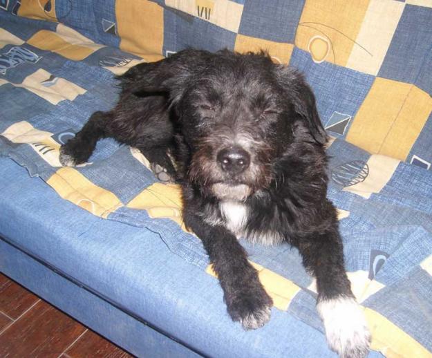 Negrito precioso perro en adopción