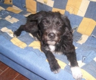 Negrito precioso perro en adopción - mejor precio | unprecio.es