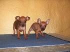 pinscher miniatura enanos - mejor precio | unprecio.es