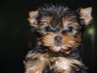Preciosos cachorros Yorkshire, económicos  Madrid - mejor precio | unprecio.es