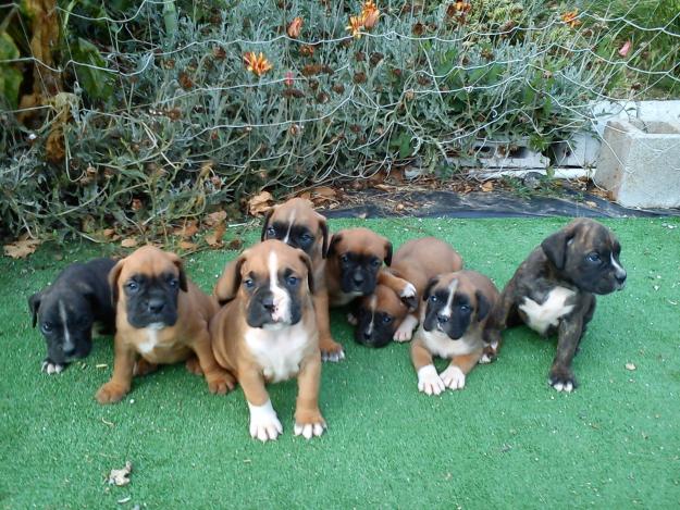 se venden preciosos cachorros boxer muy economicos