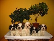 SHI TZU PRECIOSOS 290 EUROS