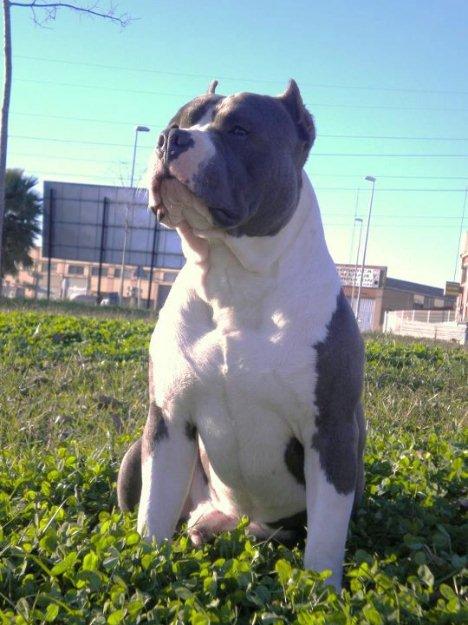american bully,