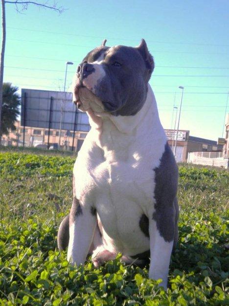 american bully,