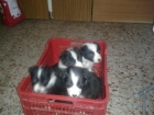 Cachorros border collie - mejor precio | unprecio.es