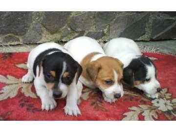 Cachorros de jack russell con garantia c