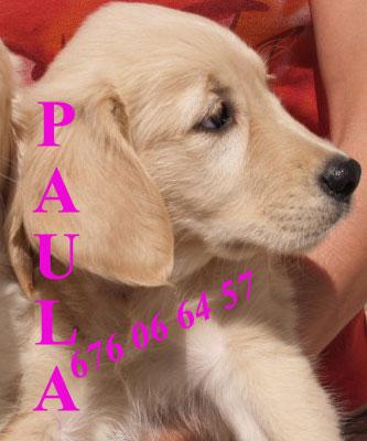Juguetones Labrador de pura raza