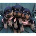 vendo rottweiler vacunados ,desparacitado,100% puros - mejor precio | unprecio.es