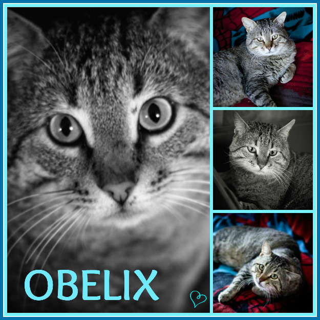 Gato obelix, tiene 2 años, en adopción