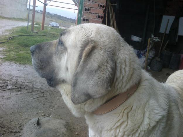 Regalo cachorros mastín