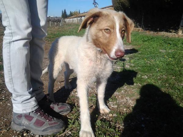 tim, precioso cruce de mastín en adopción!