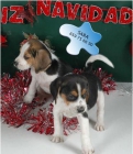 Beagle, Regala alegría - mejor precio | unprecio.es