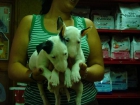 CACHORROS DE BULLTERRIER 590 - mejor precio | unprecio.es