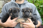 Cachorros de Pastor aleman con pedigree de la RSCE - mejor precio | unprecio.es