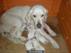 EXCELENTE CAMADA GOLDEN RETRIEVER - mejor precio | unprecio.es