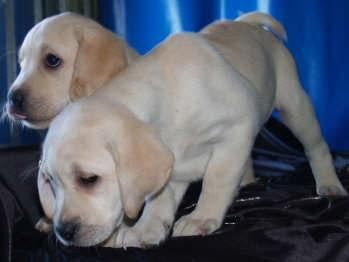 Labrador Retriever, vendo cachorros de pura raza. Málaga