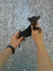 pinscher mini selectos - mejor precio | unprecio.es