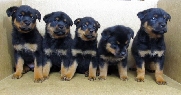 Rottweiler