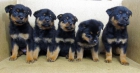 Rottweiler - mejor precio | unprecio.es
