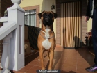 SE VENDEN CACHORROS BOXER LEONADOS - mejor precio | unprecio.es