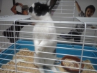 Totalmente gratis..conejo muy guapo.. - mejor precio | unprecio.es