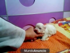 ultimo cachorrito de bichon maltes muy pequeño - mejor precio | unprecio.es