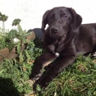 Zipy cachorro en adopcion - mejor precio | unprecio.es