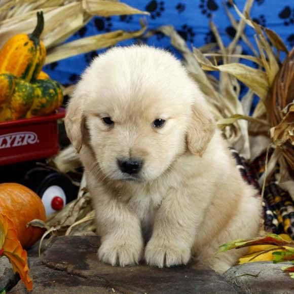 cachorros de golden retriever para la venta