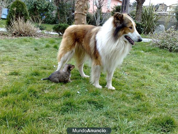 Cachorros rough collie - lassie