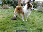 Cachorros rough collie - lassie - mejor precio | unprecio.es