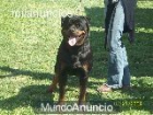 Camada de rottweiler - mejor precio | unprecio.es