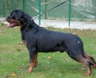 CAMADA ROTTWEILER DISPONIBLE - mejor precio | unprecio.es