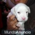 de pitbull red nose madrid - mejor precio | unprecio.es