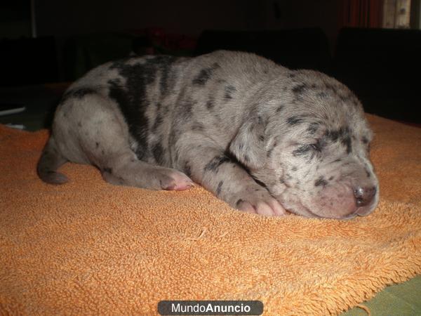 Dogo aleman