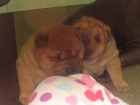 EXCELENTES CACHORROS DE SHAR PEI - mejor precio | unprecio.es