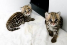 macho y hembra Bengala gatitos para su adopcion - mejor precio | unprecio.es