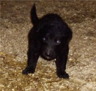 pastor aleman negro cachorros - mejor precio | unprecio.es