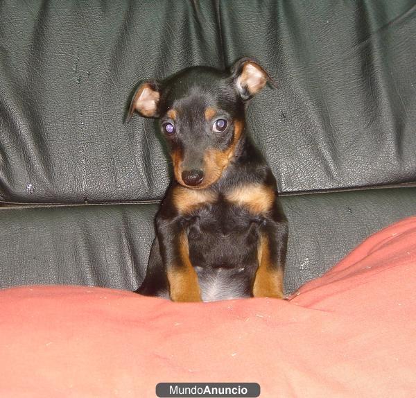 PINCHER MINI 350€