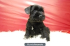 SCHNAUZER MINIATURA DISPONIBLES EJEMPLARES DE 1ª CALIDAD - mejor precio | unprecio.es