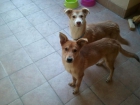 Se regalan perritos! - mejor precio | unprecio.es