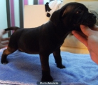 Staffordshire bull terrier - mejor precio | unprecio.es