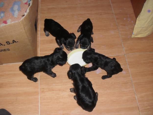 YORKSHIRES,, REGALOOOOOOOOO DE NAVIDAAAAAAAAADDDDDDD