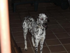 Se busca dueño para cruce de dalmata abandonada - mejor precio | unprecio.es