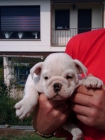 Se venden Bulldog Inglés - mejor precio | unprecio.es