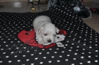 Cachorritos bichon maltes buscan familia. - mejor precio | unprecio.es
