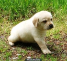 cachorros de labrador retriever amarillos - mejor precio | unprecio.es
