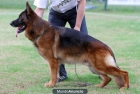 Cachorros de Pastor Aleman Tatuados - mejor precio | unprecio.es
