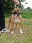 Camada de American Staffordshire Terrier - mejor precio | unprecio.es