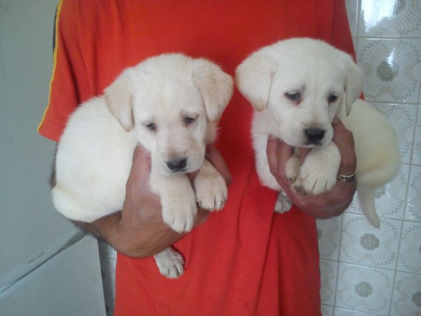camada de labrador blancos y dorados dos camadas enseño padres